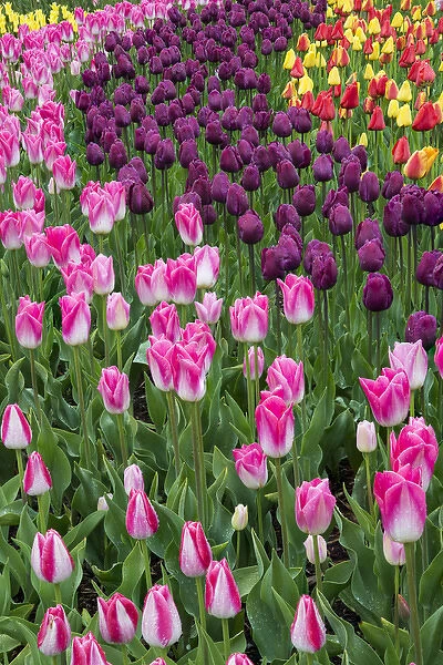 USA, Washington. Blooming tulips. Credit as: Jones & Shimlock  /  Jaynes Gallery  /  DanitaDelimont