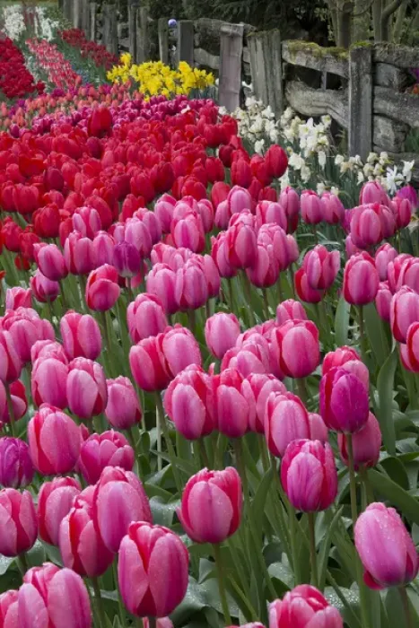 Framed Print : USA, Washington. Blooming tulips next to wooden fence