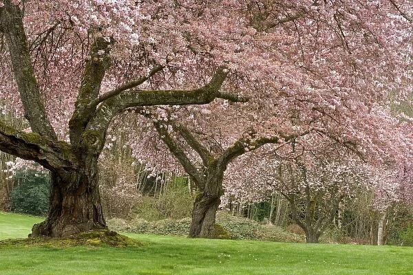 USA, Washington, Bremerton. Cherry trees in springtime bloom