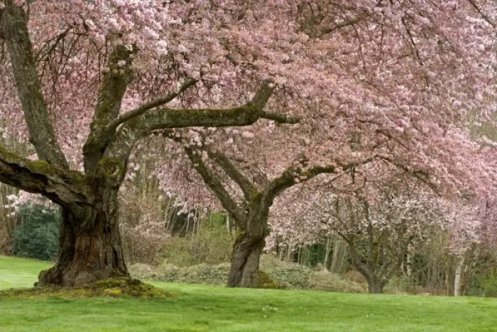 Framed Print : USA, Washington, Bremerton. Cherry trees in springtime bloom Framed Print : USA, Washington, Bremerton. Cherry trees in springtime bloom