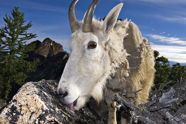 USA, Washington, Cascade Mountains. A mountain goat near Washington Pass