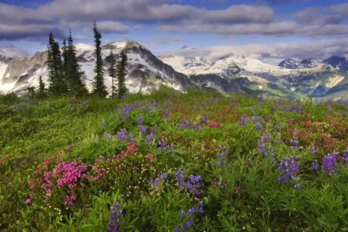 Framed Print : USA, Washington, Cascade Mountains, North Cascades NP. A field of alpine wildflowers Framed Print : USA, Washington, Cascade Mountains, North Cascades NP. A field of alpine wildflowers