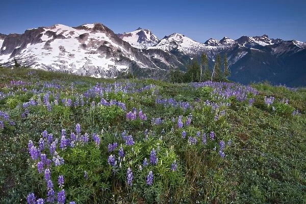 USA, Washington, Cascade Mountains, North Cascades NP. An alpine field of violet lupine wildflowers