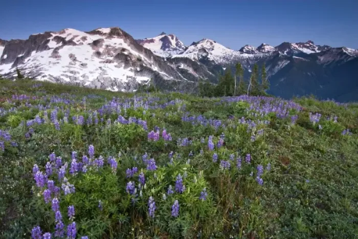 Framed Print : USA, Washington, Cascade Mountains, North Cascades NP. An alpine field of violet lupine wildflowers Framed Print : USA, Washington, Cascade Mountains, North Cascades NP. An alpine field of violet lupine wildflowers