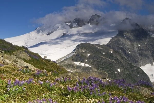 USA, Washington, Cascade Mountains, North Cascades NP. Mt. Challenger and a field of wildflowers