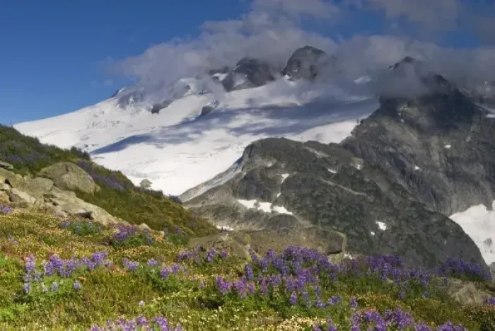 Framed Print : USA, Washington, Cascade Mountains, North Cascades NP. Mt. Challenger and a field of wildflowers