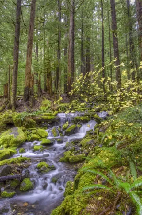 Framed Print : USA, Washington. Cascading stream in Olympia National Park Framed Print : USA, Washington. Cascading stream in Olympia National Park