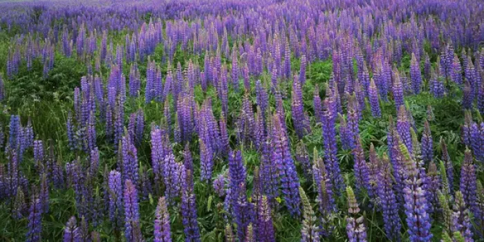Framed Print : USA, Washington, Clallam County, Lupine Framed Print : USA, Washington, Clallam County, Lupine