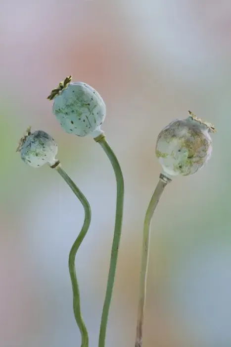 Framed Print : USA, Washington. Close-up of colorful poppy seed heads on stems. Credit as: Don Paulson Framed Print : USA, Washington. Close-up of colorful poppy seed heads on stems. Credit as: Don Paulson