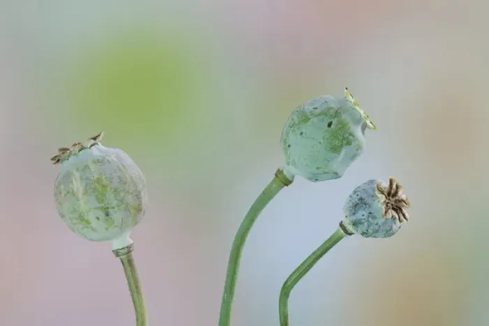 Framed Print : USA, Washington. Close-up of colorful poppy seed heads on stems Framed Print : USA, Washington. Close-up of colorful poppy seed heads on stems