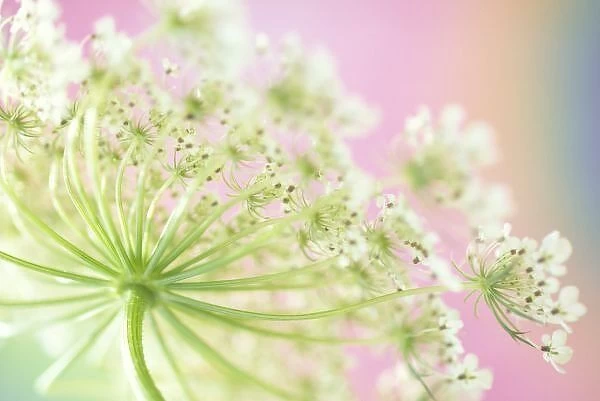 USA, Washington, Close-up of cow parsnip (Heracleum lanatum) flower with colorful background