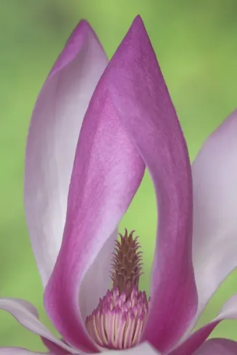 Framed Print : USA, Washington. Close-up of magnolia blossom Framed Print : USA, Washington. Close-up of magnolia blossom