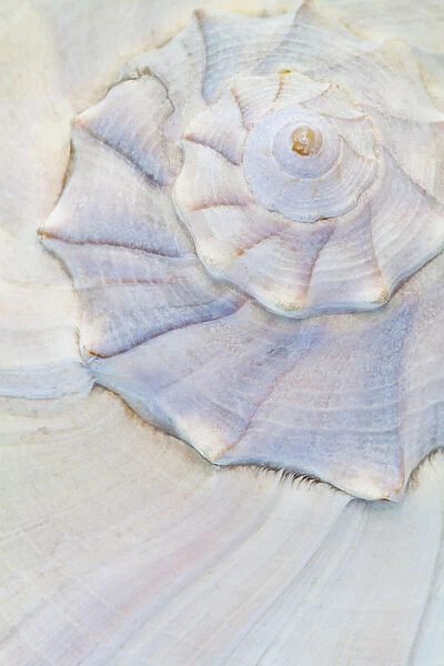USA, Washington. Close-up of pastel seashell
