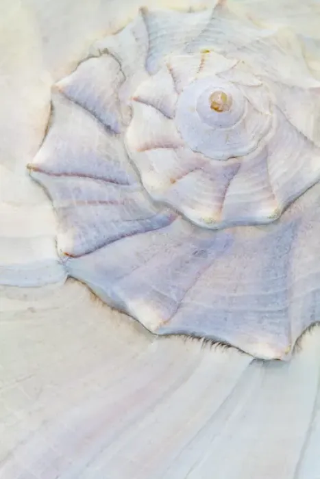 Framed Print : USA, Washington. Close-up of pastel seashell Framed Print : USA, Washington. Close-up of pastel seashell