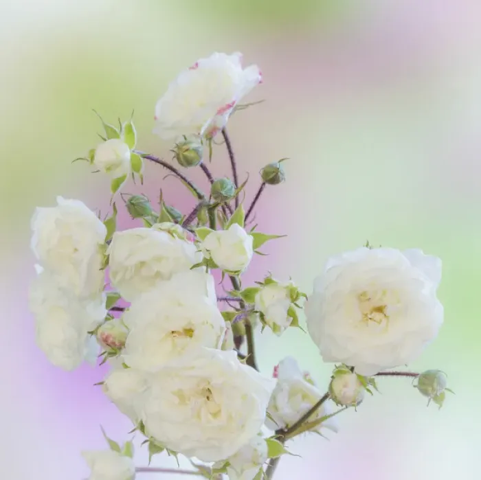 Framed Print : USA, Washington. Close-up of peace roses. Credit as: Don Paulson / Jaynes Gallery / DanitaDelimont Framed Print : USA, Washington. Close-up of peace roses. Credit as: Don Paulson / Jaynes Gallery / DanitaDelimont