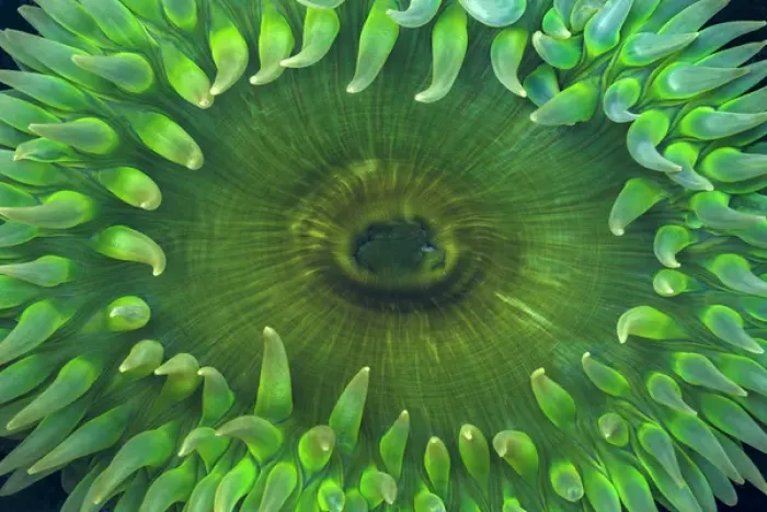 Framed Print : USA, Washington. Close-up of sea anemone. Credit as: Don Paulson / Jaynes Gallery / DanitaDelimont Framed Print : USA, Washington. Close-up of sea anemone. Credit as: Don Paulson / Jaynes Gallery / DanitaDelimont
