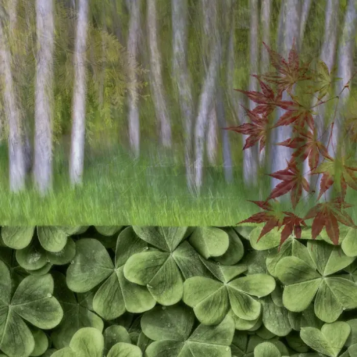 Framed Print : USA, Washington. Collage of alder trees and oxalis Framed Print : USA, Washington. Collage of alder trees and oxalis