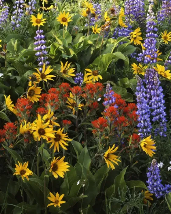 Framed Print : USA, Washington, Columbia Gorge, Balsam Root, Lupine, and Paintbrush Framed Print : USA, Washington, Columbia Gorge, Balsam Root, Lupine, and Paintbrush