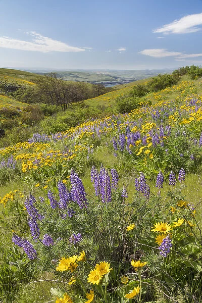 USA, Washington, Columbia Hills State Park. Landscape of hills with wildflowers. Credit as
