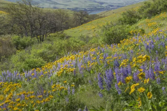 Framed Print : USA, Washington, Columbia Hills State Park. Landscape of hills with wildflowers. Credit as Framed Print : USA, Washington, Columbia Hills State Park. Landscape of hills with wildflowers. Credit as