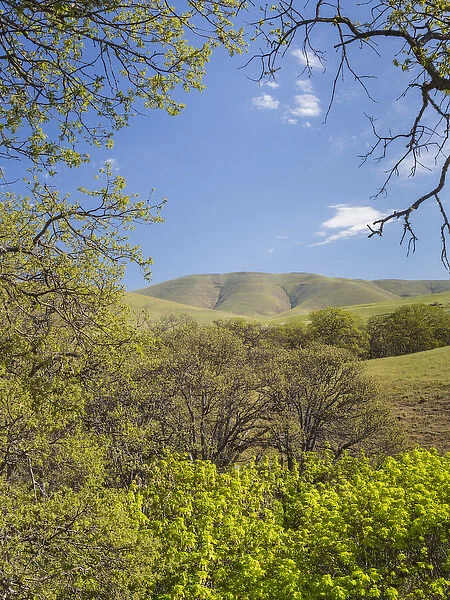 USA, Washington, Columbia Hills State Park. Landscape of trees and hills. Credit as