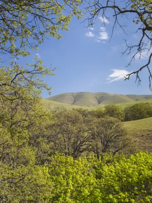Framed Print : USA, Washington, Columbia Hills State Park. Landscape of trees and hills. Credit as