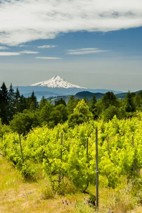 Framed Print : USA, Washington, Columbia River Gorge. Vineyard with view of Mt. Hood
