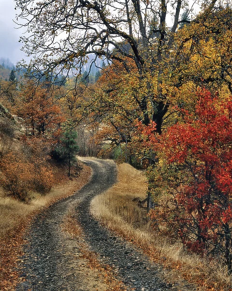 USA, Washington, Columbia River Gorge National Scenic Area. Road and autumn-colored oaks