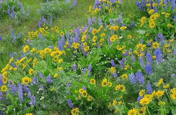 USA, Washington, Columbia River Gorge National Scenic Area, Spring bloom of Northwest balsamroot