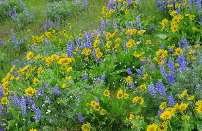 Framed Print : USA, Washington, Columbia River Gorge National Scenic Area, Spring bloom of Northwest balsamroot
