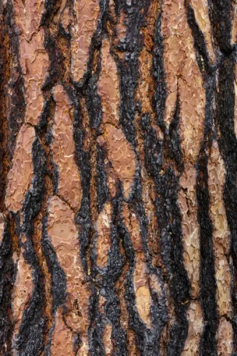 Framed Print : USA, Washington, Columbia River Gorge National Scenic Area. Ponderosa pine bark with fire scars Framed Print : USA, Washington, Columbia River Gorge National Scenic Area. Ponderosa pine bark with fire scars