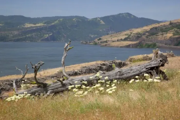 Framed Print : USA, Washington, Columbia River Gorge National Scenic Area, Catherine Creek area
