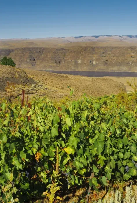 Framed Print : USA, Washington, Columbia Valley. Cave B Estate Winery is an award-winning boutique Framed Print : USA, Washington, Columbia Valley. Cave B Estate Winery is an award-winning boutique
