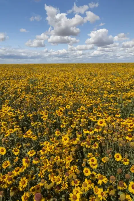 Framed Print : USA, Washington, Connell. Scenic of coneflower field Framed Print : USA, Washington, Connell. Scenic of coneflower field