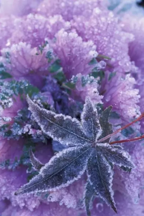 Framed Print : USA, Washington, Mill Creek Frost-covered shrubs and maple leaf