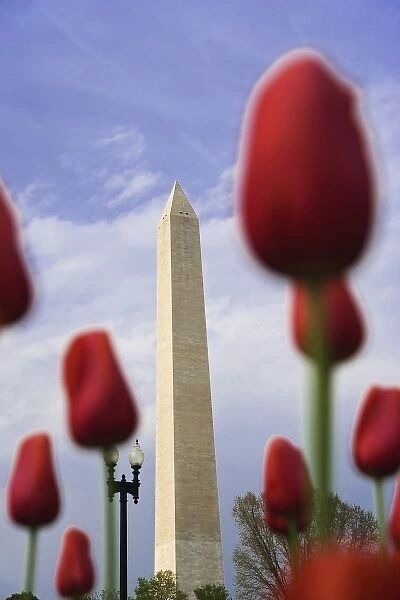 USA, Washington, D. C. The Washington Monument as seen through red tulips