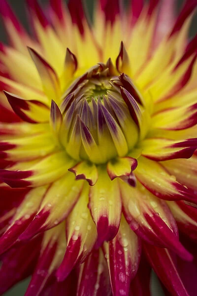 USA, Washington. Detail of dahlia flower