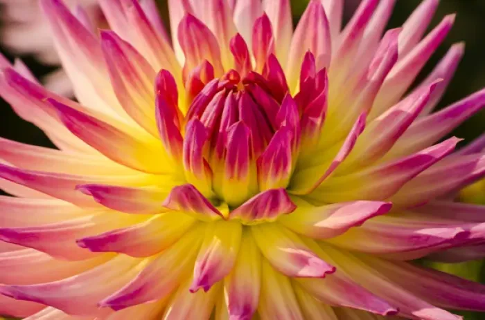 Framed Print : USA, Washington. Detail of dahlia flower Framed Print : USA, Washington. Detail of dahlia flower