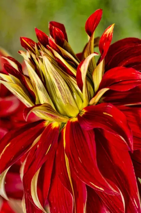 Framed Print : USA, Washington. Detail of dahlia flower Framed Print : USA, Washington. Detail of dahlia flower