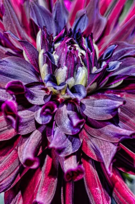 Framed Print : USA, Washington. Detail of dahlia flower Framed Print : USA, Washington. Detail of dahlia flower
