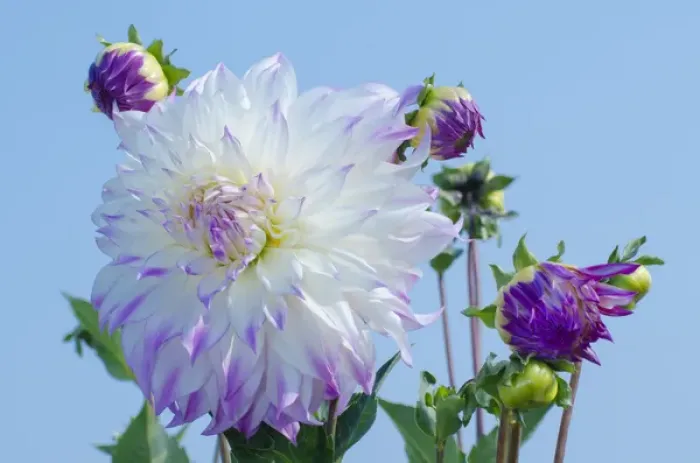 Framed Print : USA, Washington. Detail of dahlia flowers against sky Framed Print : USA, Washington. Detail of dahlia flowers against sky