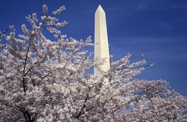 USA, Washington DC. Cherry Blossom Festival (3, 000 cherry trees donated by Tokyo in 1912)