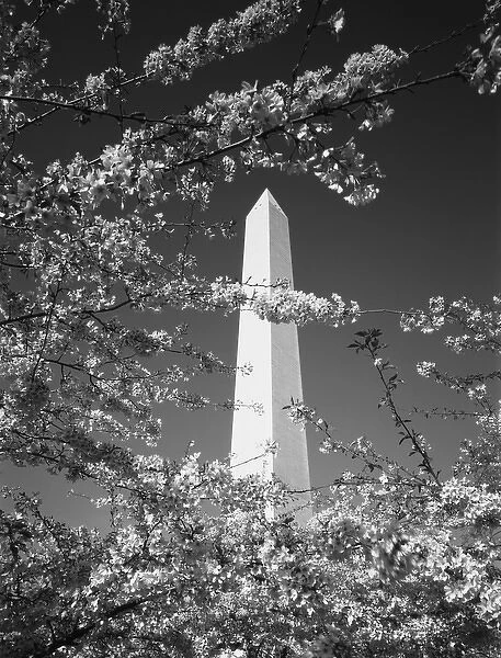 USA, Washington DC, Monument with cherry blossom in foreground