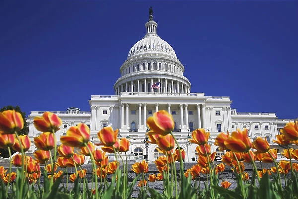 USA, Washington DC. Tulips bloom in front of Capitol Building