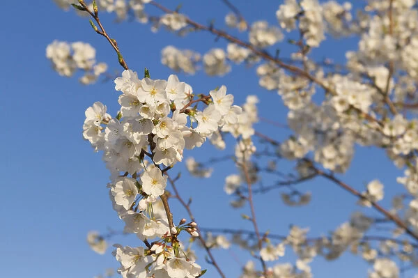 USA, Washington DC. White cherry blossoms