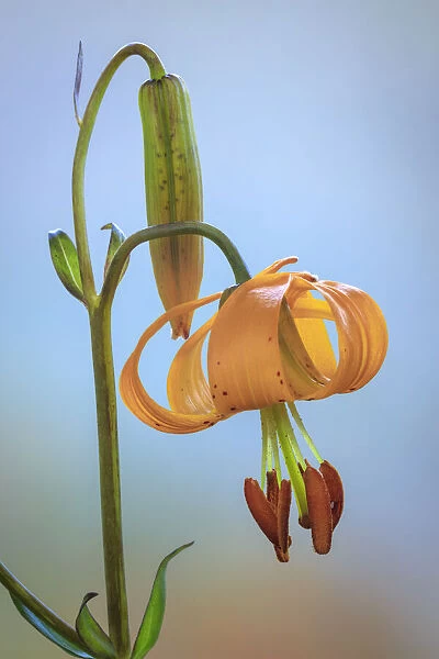USA, Washington, Dewatto. Tiger lily flower close-up