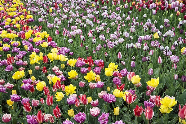 USA, Washington. Field of blooming tulips