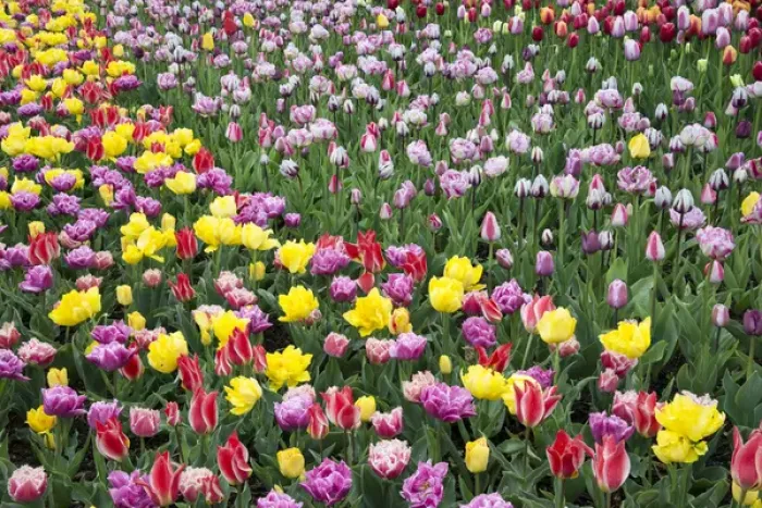 Framed Print : USA, Washington. Field of blooming tulips