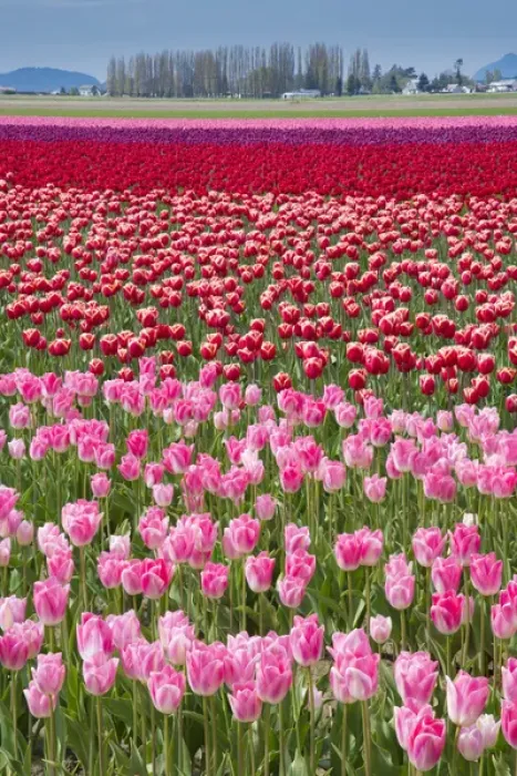 Framed Print : USA, Washington. Field of multicolored tulips