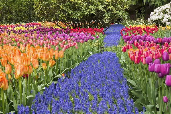 USA, Washington. Garden with tulips and blue grape hyacinth flowers